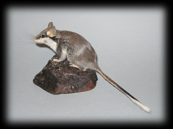 Topo quercino